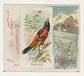Thumbnail for File:Orchard Oriole, from the Song Birds of the World series (N42) for Allen &amp; Ginter Cigarettes MET DP839268.jpg