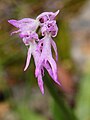 Orchis italica, the naked man orchid, showing a labellum divided into several lobes