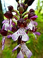 Orchis purpurea France