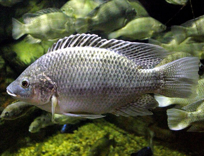 File:Oreochromis mossambicus (cropped).JPG