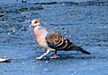 Oriental Turtle Dove Streptopelia orientalis erythrocephala Melghat Tiger Reserve by Dr. Raju Kasambe (8).jpg