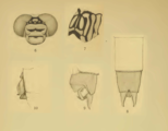 Original illustrations of Austrogomphus mjobergi.png