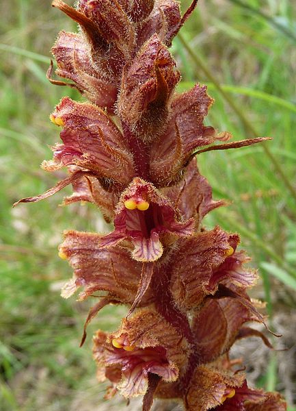 File:Orobanche austrohispanica. (Orobanchaceae) - Flickr - gailhampshire (1).jpg