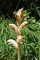 Orobanche caryophyllacea Alb-Wutach, Germany