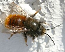 Osmia cornuta