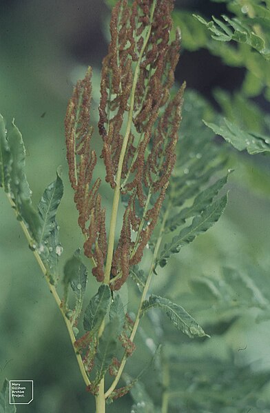 File:Osmunda regalis, wet fertile spike, Wheatfen Broad, July 1967 (22843773518).jpg