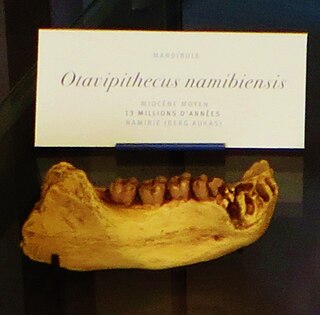 <i>Otavipithecus</i> Extinct species of ape