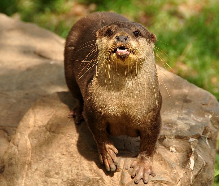 File:Otter at Buckfast Otter Sanctuary 4.jpg