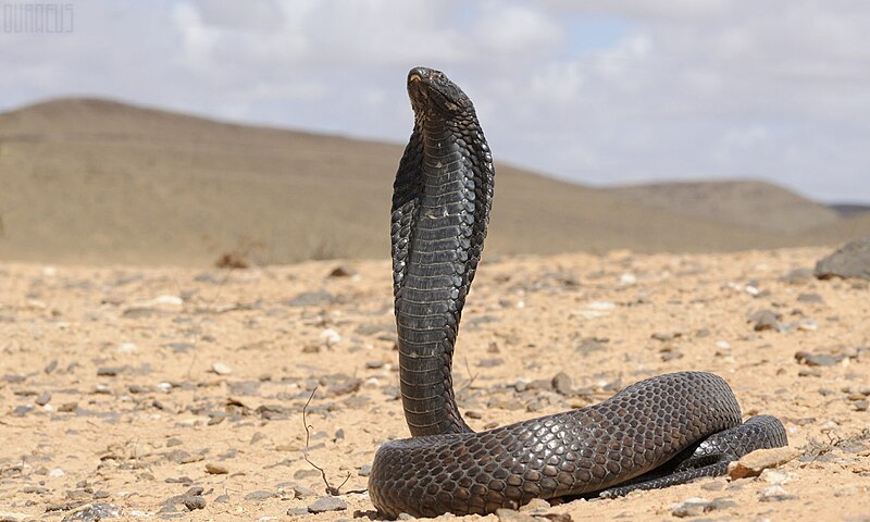 File:OuraeusEgyptianCobraSnake.jpg