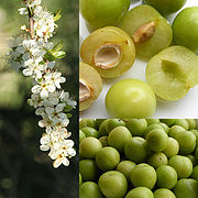 Des prunes Reine-claude ainsi que leurs fleurs.