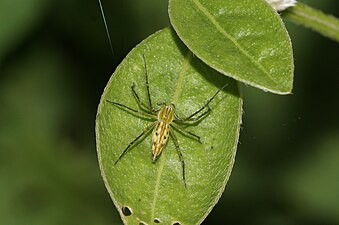 Oxyopes javanus, female