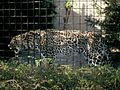 Disposition des rosettes peu commune (ici, léopard de Perse).