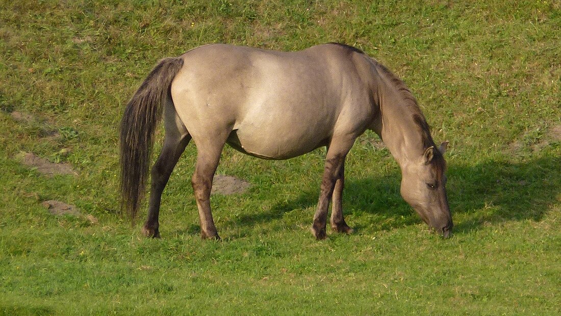 Konik