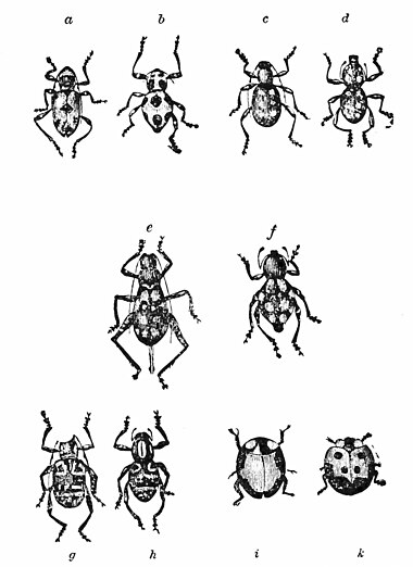 PSM V21 D618 Mimicking insects.jpg