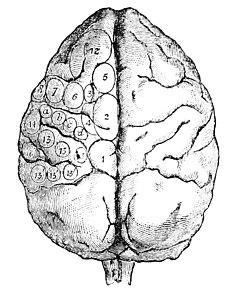 PSM V27 D081 Upper aspect of monkey brain.jpg