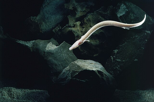 The olm swims by serpentine bending of the body.