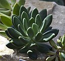 Pachyphytum fittkaui, jardín botánico de Tallinn, Estonia, 2012-08-13, DD 02.JPG