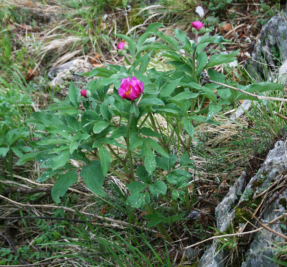 Paeonia officinalis - Wikipedia, la enciclopedia libre