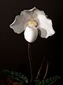 Paphiopedilum niveum flower