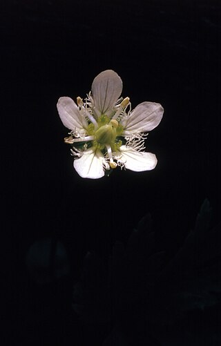 <i>Parnassia fimbriata</i> Species of flowering plant