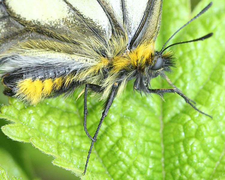 File:Parnassius glacialis (head).JPG