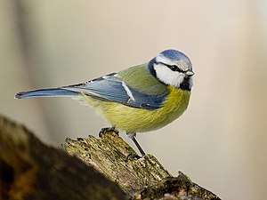 Paridae: Descrizione, Distribuzione e habitat, Biologia