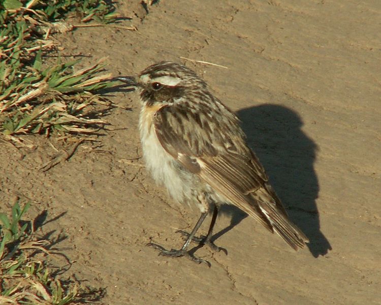 File:Passerine-bird-001.jpg