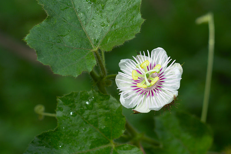 Passiflora foetida in Chennai Suburbs