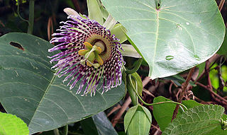 <i>Passiflora ligularis</i> Species of plant