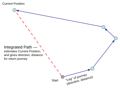 Path integration sums the vectors of distance and direction traveled from a start point to estimate current position, and so the path back to the start. Path integration diagram.svg