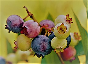 American blueberries