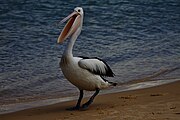 Australian pelican