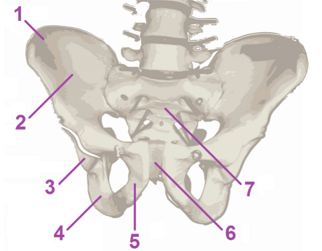 Pelvis (korfadurezh)