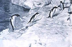Penguinsjumping.jpg