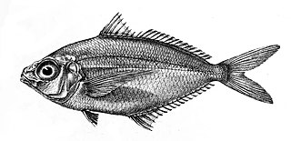 Longfin mojarra Species of fish