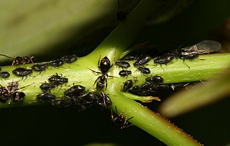 Periphyllus Periphyllus sp. aphids on sycamore.jpg