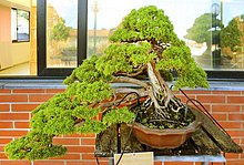 LA PIANTA IDEALE PER FARE BONSAI, QUELLO VERO 