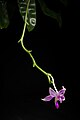 Phalaenopsis mentawaiensis
