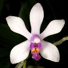 Bilde beskrivelse Phalaenopsis wilsonii Orchi 044.jpg.