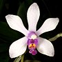 Thumbnail for Phalaenopsis wilsonii