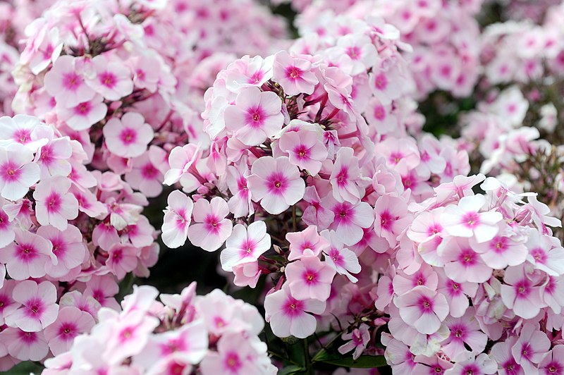 File:Phlox paniculata - Giardino d'Europa De Gasperi 2.jpg