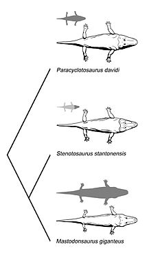 Like many other labyrinthodonts, Stenotosaurus stantonensis is known only from its skull. The artist has reconstructed the body based on Paracyclotosaurus and Mastodonsaurus, both known from almost complete specimen. Phylogenetic bracketing temnospondyls.jpg