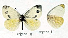 Pieris Ergane