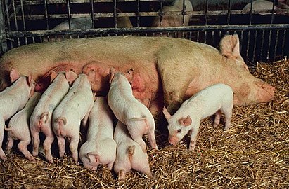 Pig litter USDA.jpg