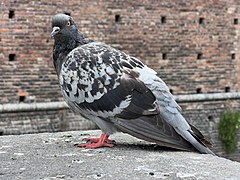 Pigeon Château Sforzesco - Milan (IT25) - 2022-09-03 - 2.jpg