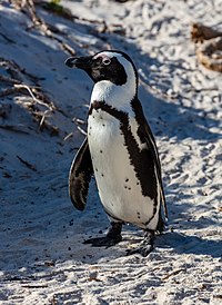 Pingüino de El Cabo (Spheniscus demersus), Playa de Boulders, Simon's Town, Sudáfrica, 2018-07-23, DD 11.jpg