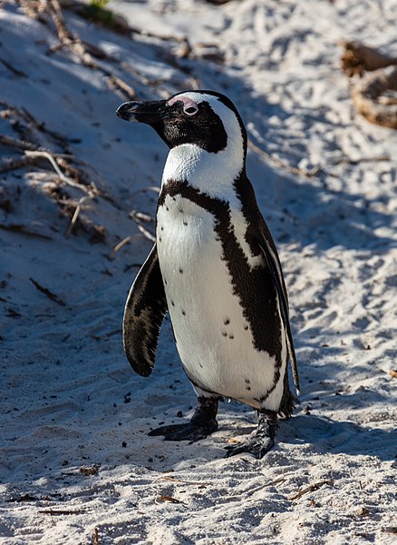 File:Pingüino de El Cabo (Spheniscus demersus), Playa de Boulders, Simon's Town, Sudáfrica, 2018-07-23, DD 11.jpg