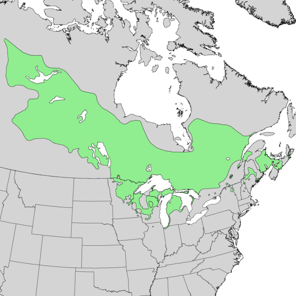 File:Pinus banksiana range map.png