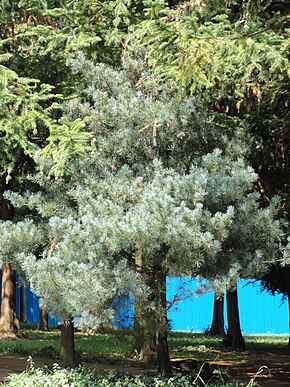 Afbeeldingsbeschrijving Pinus wangii - Kunming Botanical Garden - DSC02739.jpg.