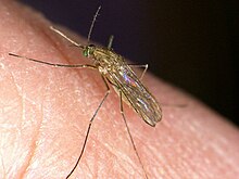 Culex pipiens mosquitoes are a vector for WNV. Pipiens feeding.jpg